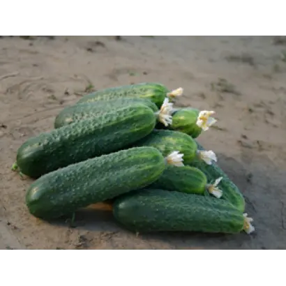 Циркон F1 / Zircon F1