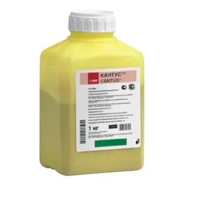 Кантус / Cantus