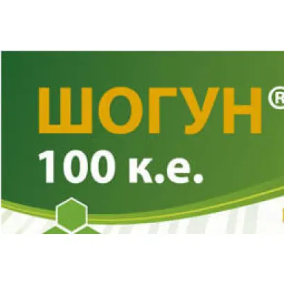 Шогун 100