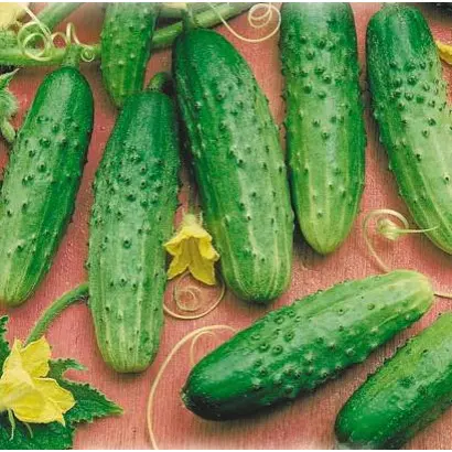 Дальневосточный 27