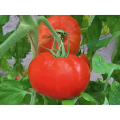 Полонез F1 / Polonais F1