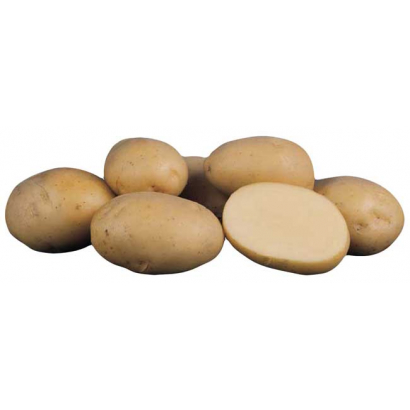Сорт картофеля ариэль фото. Картофель Ариэль. Сорт картошки Ариэль. Картофель семенной Ариэль. Картофель Ариэль фото.