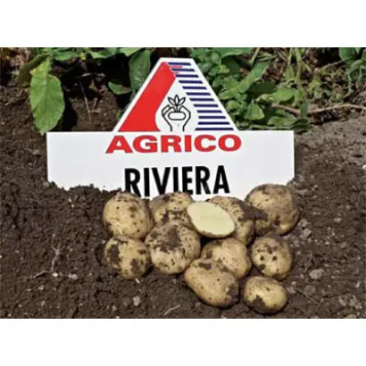 Ривьера / Riviera