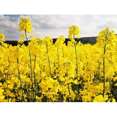 САЛЬСА КЛ / SALSA CL