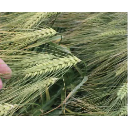 Герлах / Gerlach