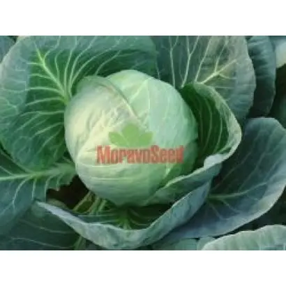 Калибро F1 / Kalibro F1