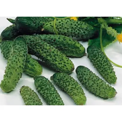 Эколь F1 / Ecol F1