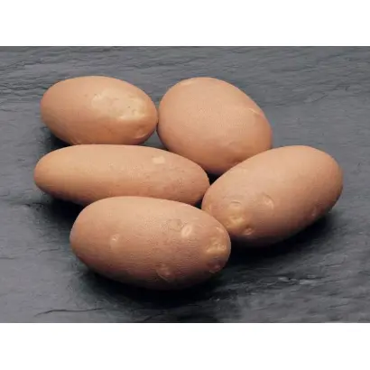 Инноватор / Innovator