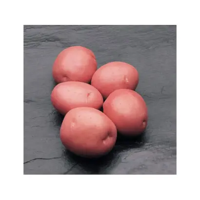 Кураж / Courage