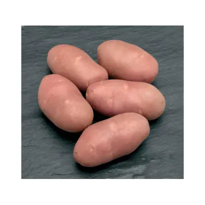 Ред Скарлет / Red Scarlett