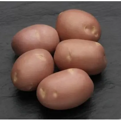 Моцарт / Mozart