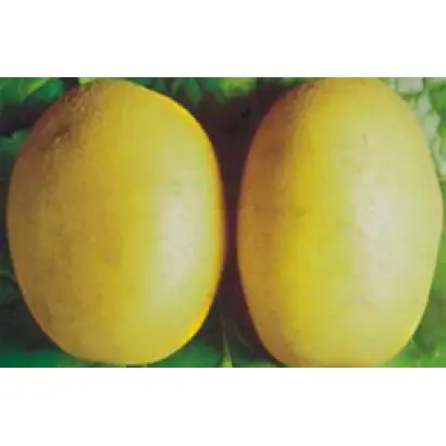 Деликат / Delikat