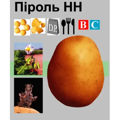 Пироль / Pirol