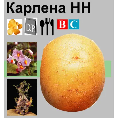 Карлена / Karlena