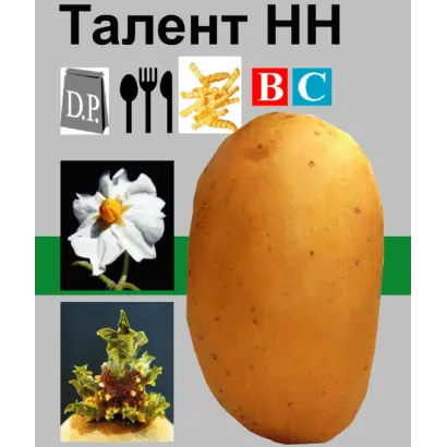 Талент / Talent