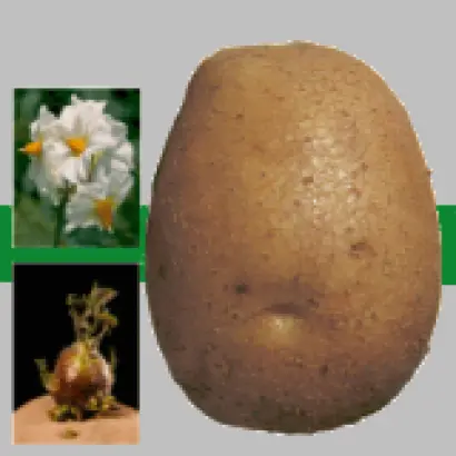 Альбатрос / Albatros