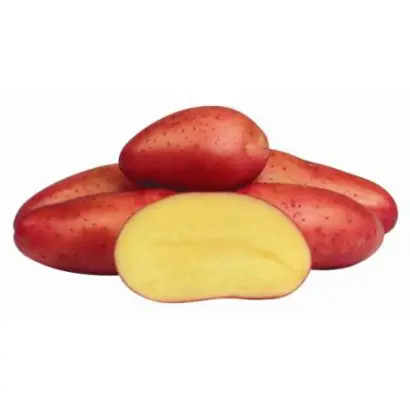 Ред Фентази / Red Fantasy