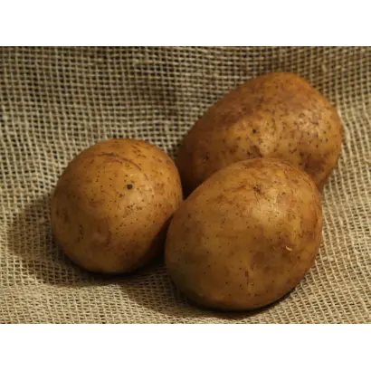 Дніпрянка / Днепрянка