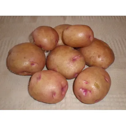 Бородянська рожева / Бородянский розовый