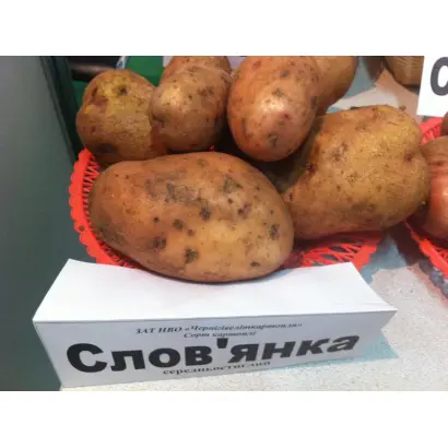 Слов'янка / Славянка