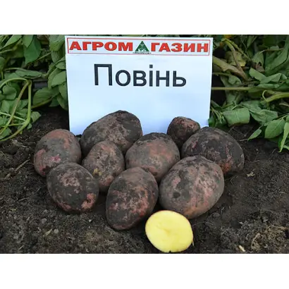 Повінь / Повинь