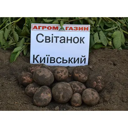 Світанок київський / Свитанок киевский