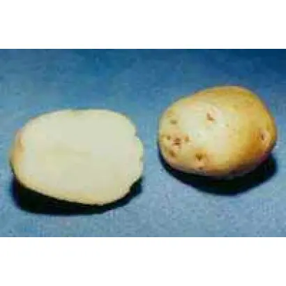 Ольвія / Ольвия