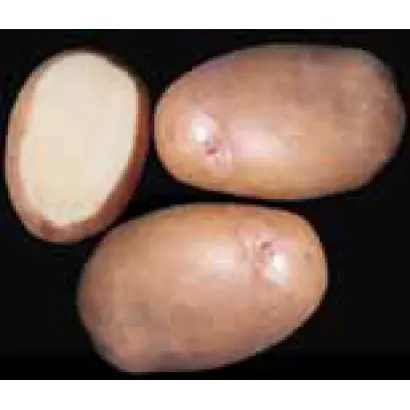 Червона рута