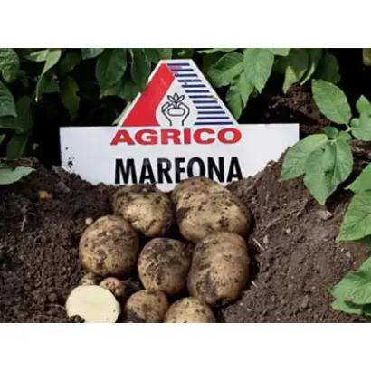 Марфона / Marfona