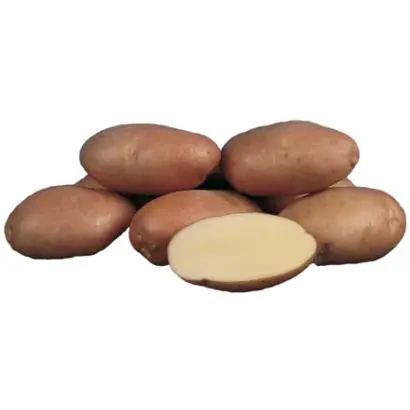 Кондор / Kondor