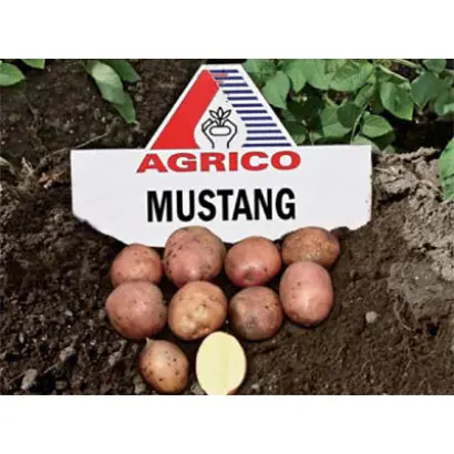 Мустанг / Mustang