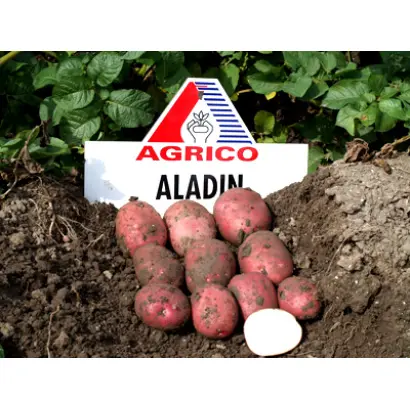 Аладин / Aladin