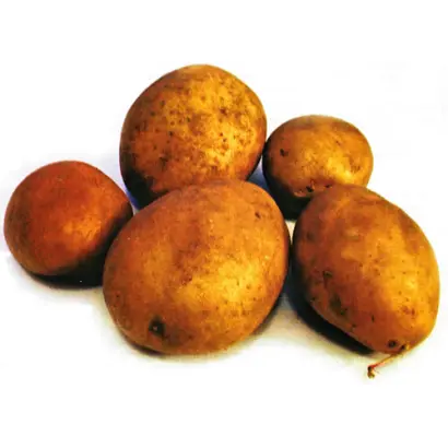 Овация / Owacja