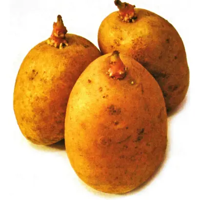 Тайфун / Tajfun