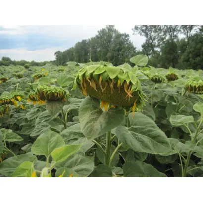 АЛАМО F1 / ALAMO F1