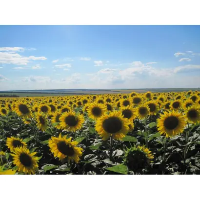 АЛЬБАТР F1 / ALBATRE F1