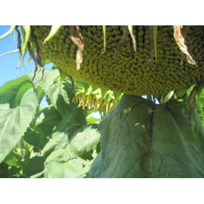 АТЛАНТА F1 / ATLANTA F1