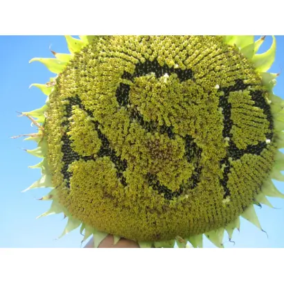 ЖАЛОН F1 / ZHALON F1