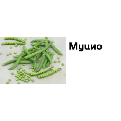 Муцио / Mucio