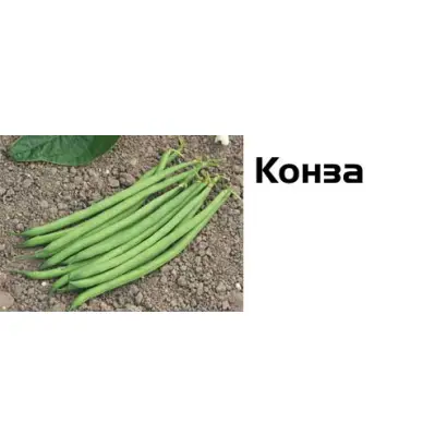 Конза / Konza