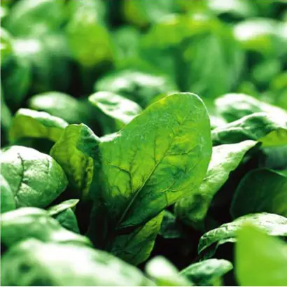 Эль Форте / El Forte