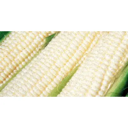 Суперсладкая (Медуница) F1