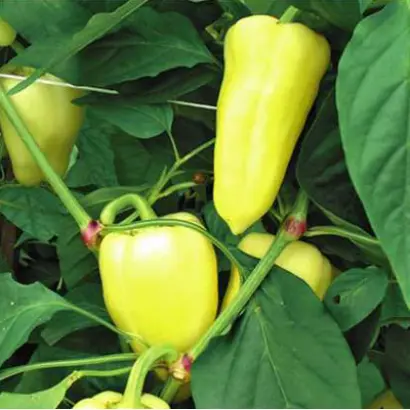 Диментио F1 / Dimentio F1