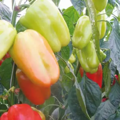 Минтос F1 / Mintos F1