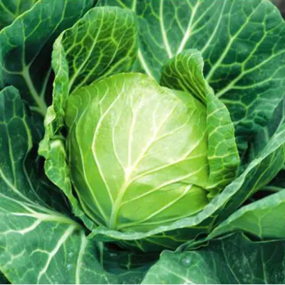 Санторино 60 F1 / Santorino sixty F1