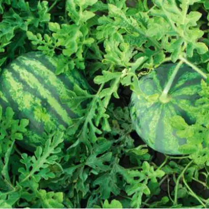 Бостана F1 / Bostana F1