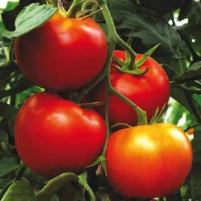 Гравитет F1 / Gravitet F1