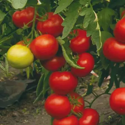 Тривет F1 / Trivet F1