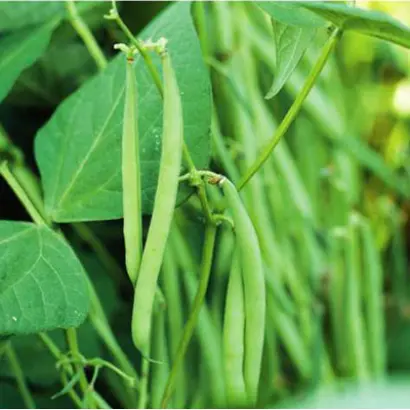 Кларон / Claron