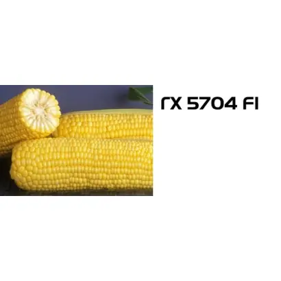 ГХ 5704 F1 / GH 5704 F1